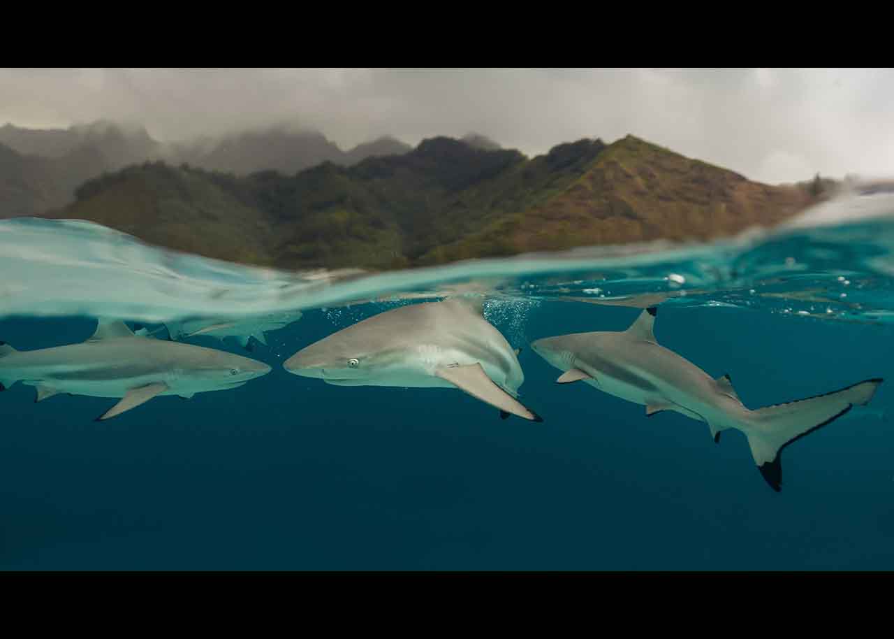 half underwater shot of small sharks, with half view of above water mountain view